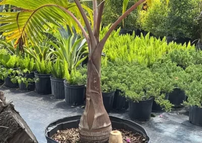 Landscaping Company