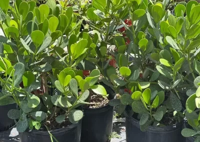 Reputable Landscape Services