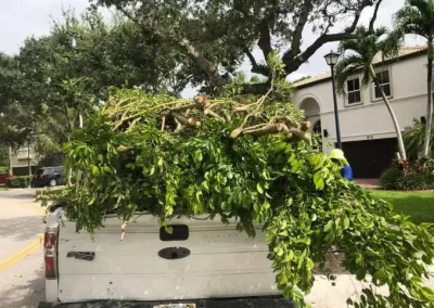 Tree Cutting Services